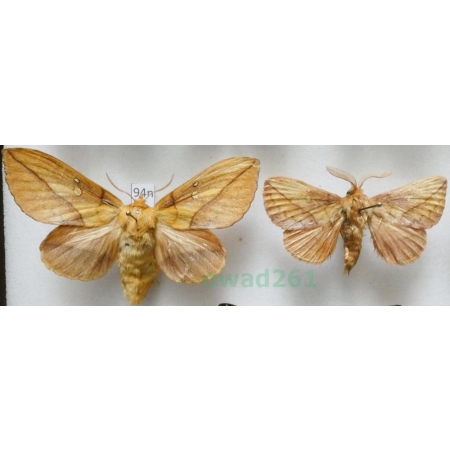 Euthrix potatoria (Linnaeus, 1758) pair Barczatka napójka Poland94n